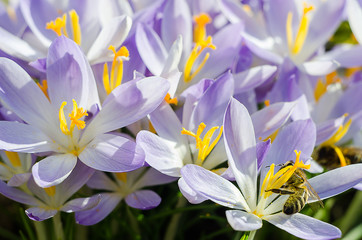 Photo close small spring flowers crocuses