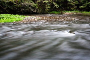 mountain river in summer surrounded by forest