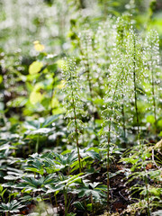 closeup of beautiful green plants with blur background