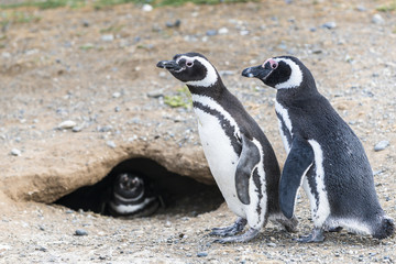 Obraz premium Magellanic penguins in Patagonia, Chile, South America