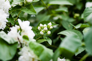 closeup of beautiful flowers with blur background
