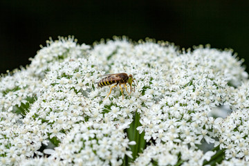 closeup of beautiful green plants with blur background