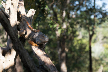 iguana lies on a log