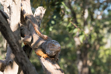 iguana in the shade of a tree on a log