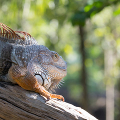 iguana portrait
