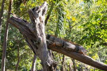 iguana on the log