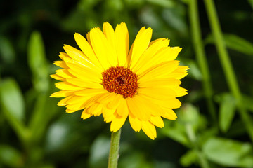 closeup of beautiful flowers with blur background
