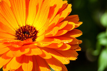closeup of beautiful flowers with blur background