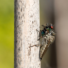 closeup of a robber fly catched an other insect