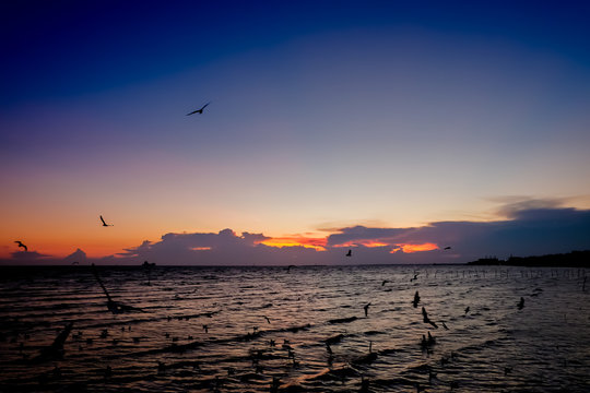seagulls flying on the beach sunset.