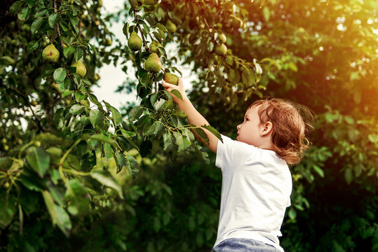 the child picks a pear tree