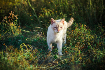 White pedigree cat on the path among the grass. A cat searches for a victim in nature.