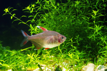 White Fin Ornate tetra