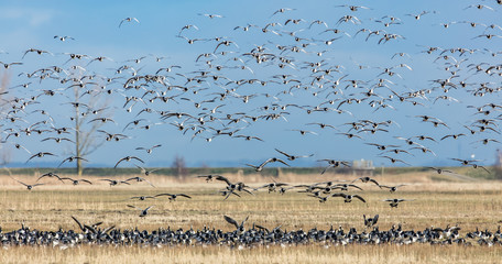 gänse