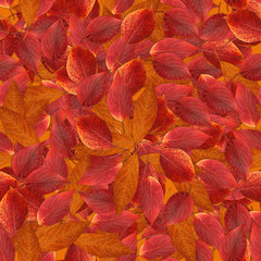 Fototapeta premium seamless background with bright multicolored leaves of hawthorn
