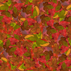 Naklejka na ściany i meble seamless background with bright multicolored leaves of raspberry, hawthorn, aspen