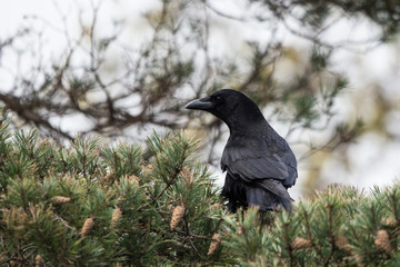 Carrion Crow, Crow, Corvus Corone