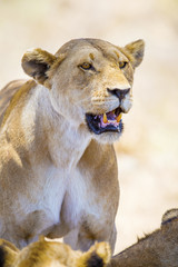 Naklejka premium Close up of one large wild lioness in Africa