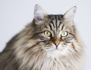 pretty brown tabby cat of siberian breed in the garden, long haired male