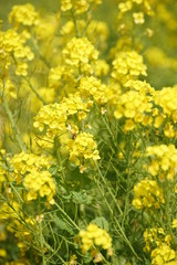 a bee in field mustard 