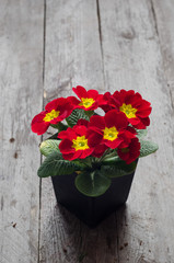 Fresh colorful primula flowers in pots on wooden background. Top view