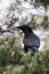 Carrion Crow, Crow, Corvus Corone