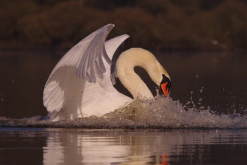 Atterrissage du cygne tuberculé 2 © gabylegeai