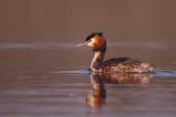 Majestueux grèbe huppé 2 © gabylegeai