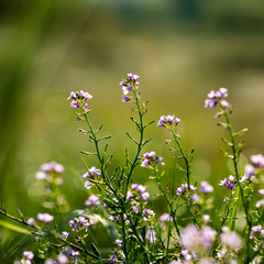 closeup of beautiful green plants with blur background