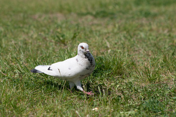 Pigeon