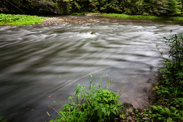 mountain river in summer surrounded by forest