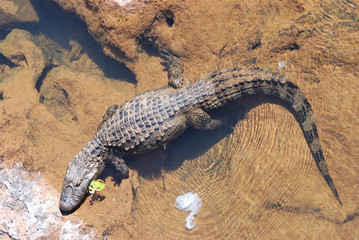 Cocodrilo