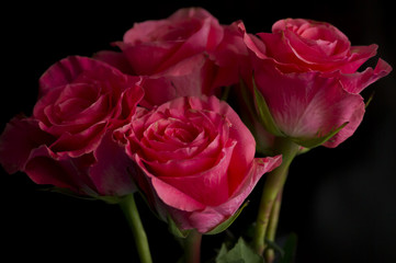 Pink roses on black background
