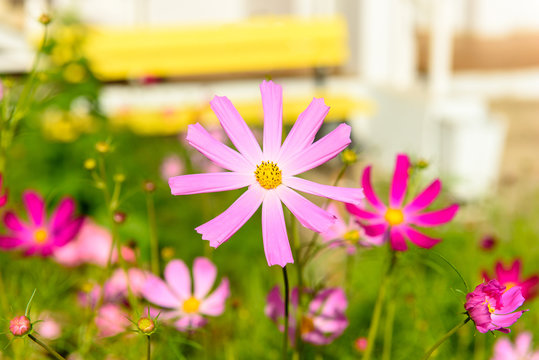 2 Best Chinese Daisy Images Stock Photos Vectors Adobe Stock