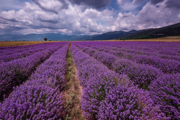 Fototapeta na wymiar Daily cloudy landscape with lavender in the summer at the end of June. Contrasting colors, beautiful clouds, dramatic sky.