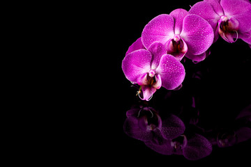 Fototapeta na wymiar orchid pink flower with water drops