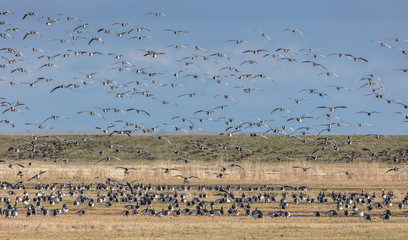 wildvögel