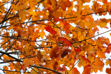 Fall Leaves