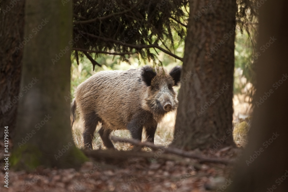 Wall mural wild boar, sus scrofa, czech republic
