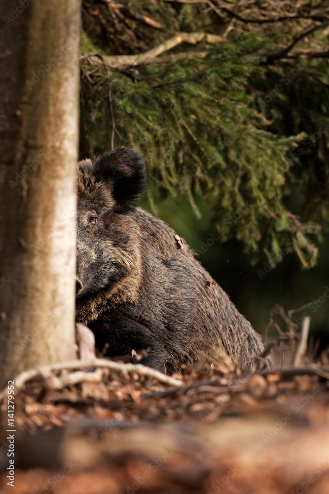 Wall mural wild boar, sus scrofa, czech republic
