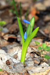 small spring flowers