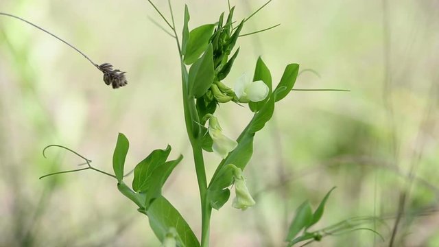 Lathyrus ochrus (Cyprus vetch) on a green background in nature