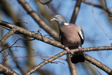 Common Wood Pigeon, Wood Pigeon, Columba palumbus