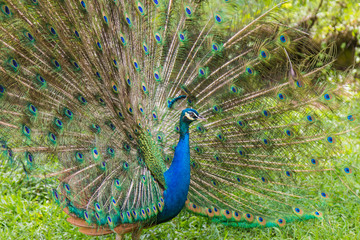 Obraz premium Indian Peacock (Pavo cristatus) with feathers out in Kuala Lumpur bird park, Malaysia