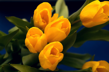 yellow tulips on the blue background