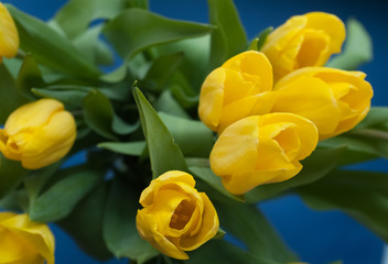 yellow tulips on the blue background