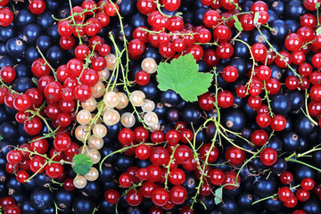 fresh berries currant useful for heart healthy mix of redcurrant blackcurrant white currant