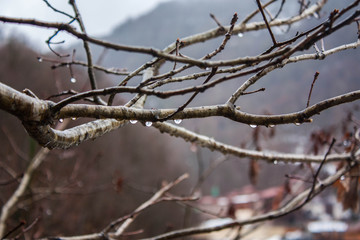 After the rain