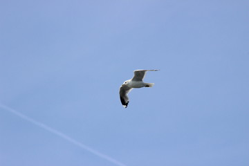 Möwe am Himmel 