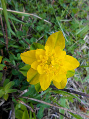 Fototapeta premium Yellow Euphorbia multiflorous in the meadow